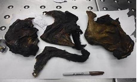 CBP Confiscates Bushmeat (Contributed/CBP)