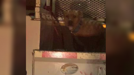 Injured Dog in Borger