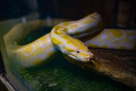 San Angelo Nature Center New Albino Burmese Python (Contributed/COSA)