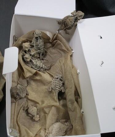 Horned Lizards Seized by Border Patrol (Contributed/CBP)