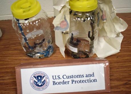 Glass Jars of Illegal Leeches (Contributed/CBP)