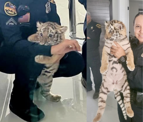 Tiger Cub