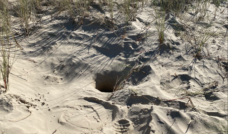 Kemps Ridley Sea Turtle Nest Found on Galveston Island (Contributed/TPWD)