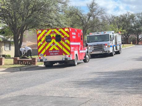 Dogs Attacked by Bees on Beauregard (LIVE! Photo/Matt Trammell)