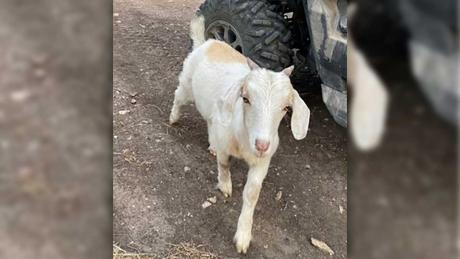 Kevin Goats went missing near the Stripes Convenience Store in the 3900 block of N. Chadbourne St. several days ago as of June 28, 2022.