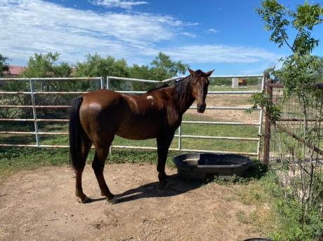 Stray Horse Found in east San Angelo (Contributed/COSA)