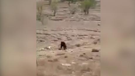Black Bear in Reason County
