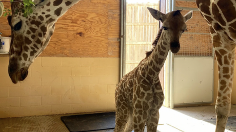 Abilene Zoo Welcomes Baby Giraffe