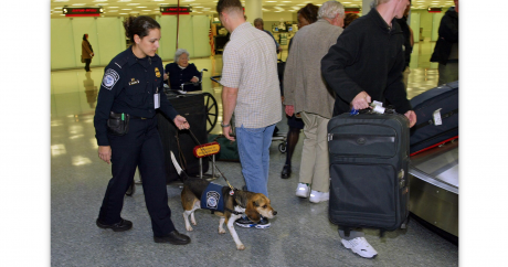 Customs & Border Protection Travel Tips (Contributed/CBP)