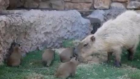 WATCH: 5 Capybara Pups Born At.the Abilene Zoo