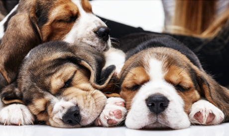 Beagle Puppies