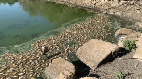 Fish Kill at Private Pond Near Lytle Lake