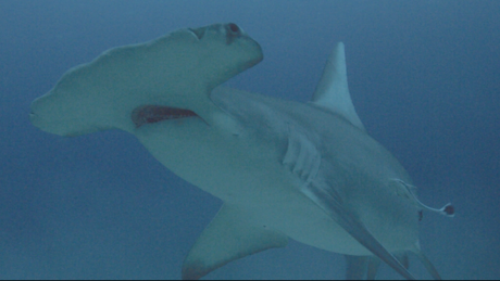 Hammerhead Shark on Shark Week
