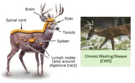Chronic Wasting Disease in Deer (Contributed/TimRGoodwin)