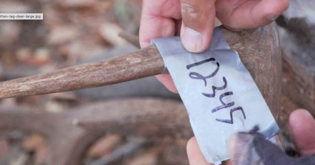 Texas Digital Deer Tags New for 2022-23 (Contributed/TPWD)
