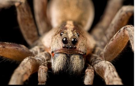 Scary Spider Close Up photo (Contributed/National Geographic)