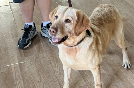 K-9 Dasha