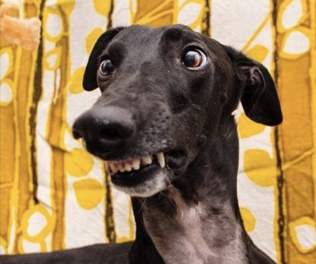 Greyhound
