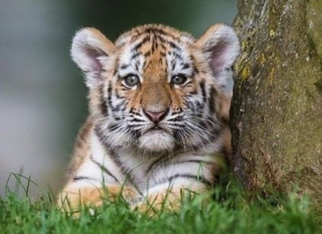 Tiger Cub (Contributed/pinterest.com)
