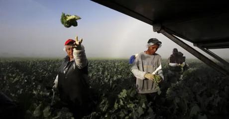 Illegal Immigrants Harvest Broccoli (Contributed/Janet Jarman NYTimes)
