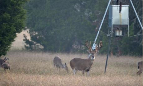 Whitetail Deer at a Feeder (Contributed/googleimages)