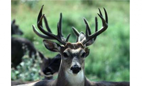 White-tailed Deer Buck (Contributed/TPWD)