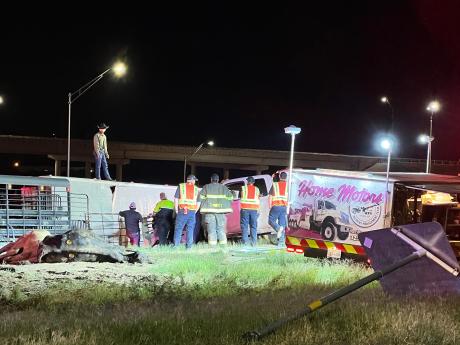 Mass Casualty Crash Kills Many Cows on November 3, 2022