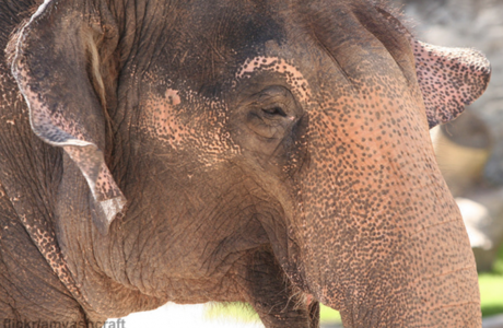 Lucky the Elephant