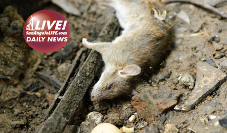 LIVE! DAILY | BREAKING: Angelo State University Accused of Animal Abuse!