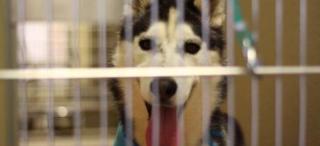 Husky in a crate (Courtesy/FiveBarks)