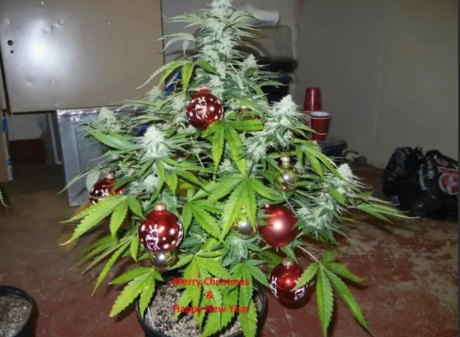 Marijuana Christmas Tree (Courtesy/googleimages)