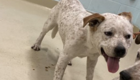 Animal Shelter