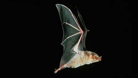 The Mexican Long-Nosed Bat