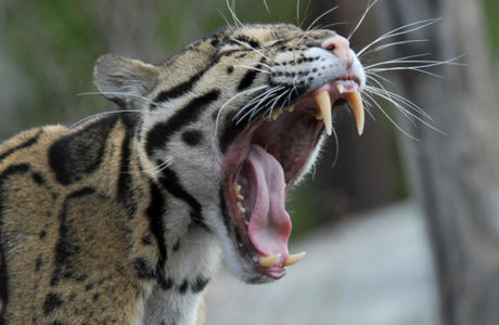 Clouded Leopard