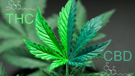 THC Marijuana CBD (Courtesy/Getty Images)
