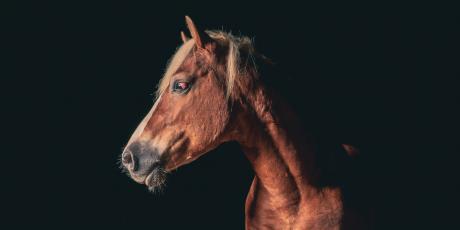 Equus at ASU Theatre (Courtesy/ASU)