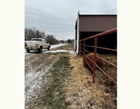 Bull Shot in Wichita County (Courtesy/TSCRA)