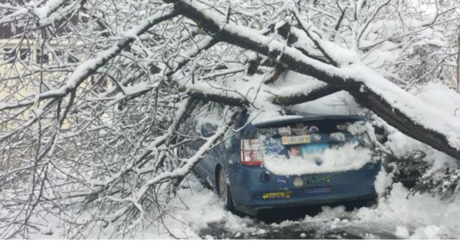 Ice Storm Damage (Courtesy/Barts Tree Service)