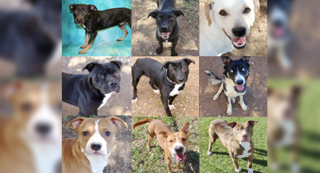 9 Dogs to be Euthanized in San Angelo