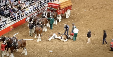 Horse Crash