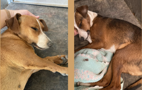 Poisoned Dogs