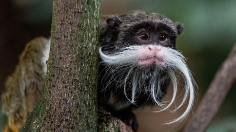 Emperor Tamarin Monkey (Courtesy/Smithsonian)