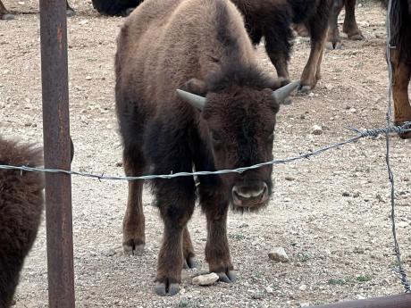 Young Bison at San Angelo State Park 3.18.23 (LIVE! Photo/Yantis Green)