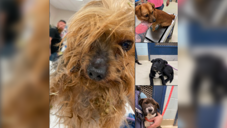 Dogs Found in San Angelo