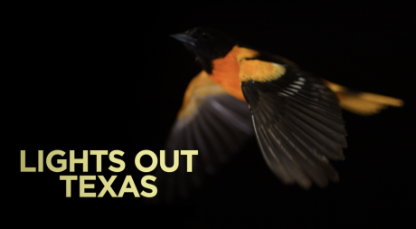 Lights Out Texas Bird Migration (Courtesy/birdcast)
