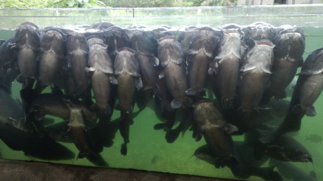 Fish at the Texas Freshwater Fisheries in Athens (Courtesy/Trip Advisor)