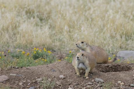 Prairie Dogs (Courtesy/National Parks)