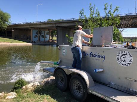 Inland Fisheries Stocking Catfish Concho Downtown 4.21.23 (Courtesy/Inland Fisheries)