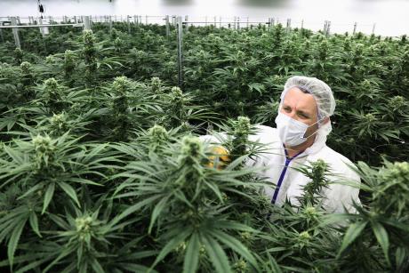 Legal Canadian Marijuana (Courtesy/NYT)