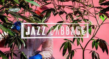 Jazz Cabbage Marijuana (Courtesy/Bullfrog Power)
